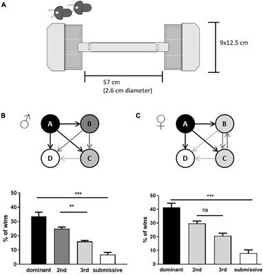 N6 -Methyladenosine Modification in Chronic Stress Response Due to Social Hierarchy Positioning of Mice